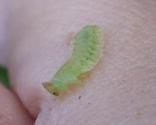 Platycampus luridiventris